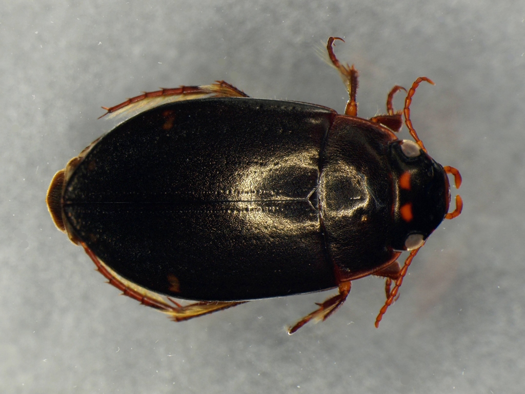 Agabus sp.